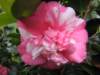 Camelia